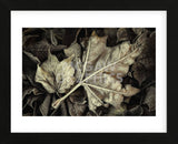Frosted Leaves (Framed) -  David Lorenz Winston - McGaw Graphics