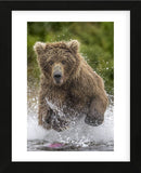 Alaska Bear (Framed) -  Art Wolfe - McGaw Graphics