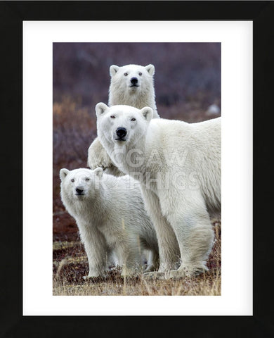 Churchill Polar Bears (Framed) -  Art Wolfe - McGaw Graphics