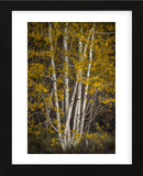 Aspens (Framed) -  David Lorenz Winston - McGaw Graphics