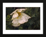 Romenya Coulteri Poppy (Framed) -  David Lorenz Winston - McGaw Graphics