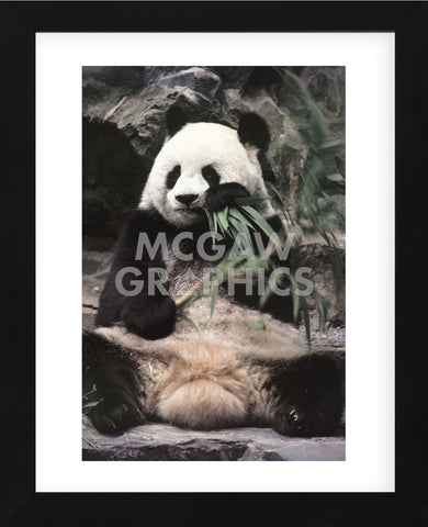 Giant Panda (Framed) -  Art Wolfe - McGaw Graphics