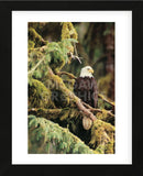 Silent Sentinel, Alaska  (Framed) -  Art Wolfe - McGaw Graphics