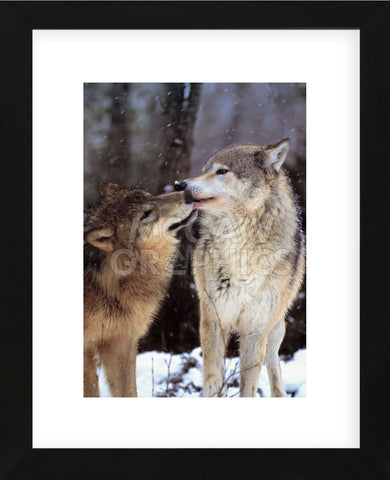 Boreal Interlude, Canada  (Framed) -  Art Wolfe - McGaw Graphics