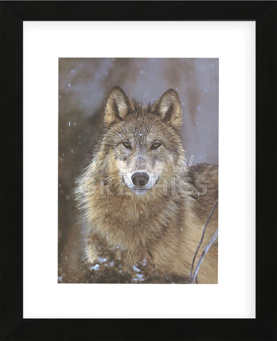 Woodland Pride, Montana  (Framed) -  Art Wolfe - McGaw Graphics