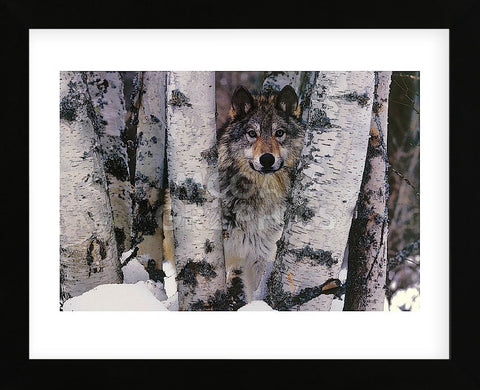 Mountain Ranger  (Framed) -  Art Wolfe - McGaw Graphics