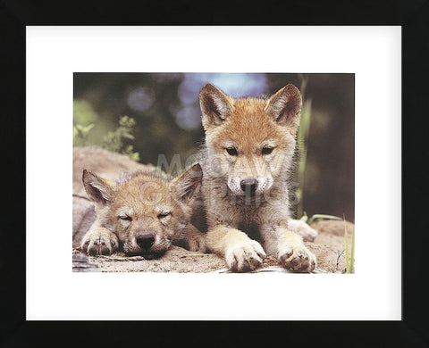 Spring Wolf Pups  (Framed) -  Art Wolfe - McGaw Graphics