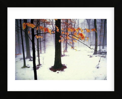 Quiet Woods (Framed) -  David Lorenz Winston - McGaw Graphics