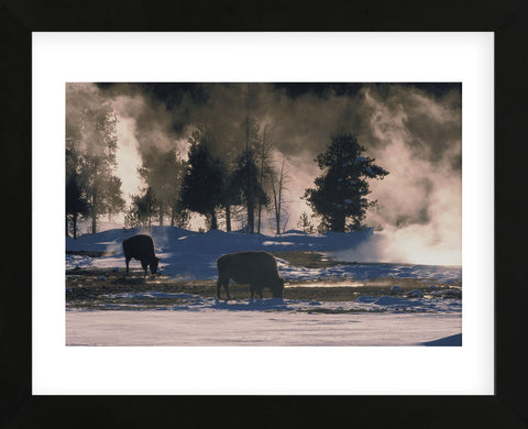 American Bison, Wyoming (Framed) -  Art Wolfe - McGaw Graphics