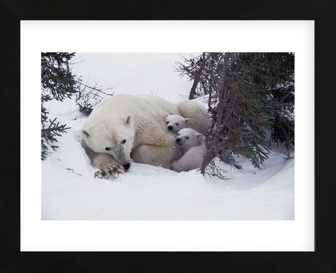 Snow Day  (Framed) -  Art Wolfe - McGaw Graphics
