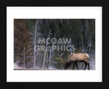 Bull Elk, Wyoming (Framed) -  Art Wolfe - McGaw Graphics