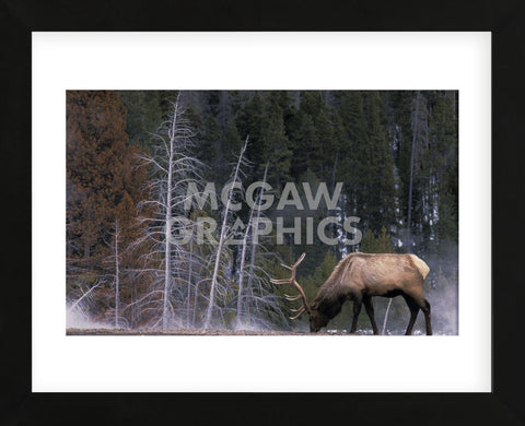 Bull Elk, Wyoming (Framed) -  Art Wolfe - McGaw Graphics