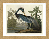 Louisiana Heron (Framed) -  John James Audubon - McGaw Graphics