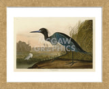 Blue Crane or Heron (Framed) -  John James Audubon - McGaw Graphics