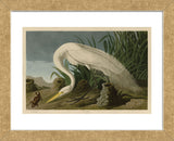 White Heron (Framed) -  John James Audubon - McGaw Graphics