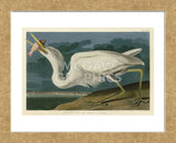 Great White Heron (Framed) -  John James Audubon - McGaw Graphics