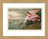 Roseate Spoonbill (Framed) -  John James Audubon - McGaw Graphics