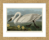 Common American Swan (Framed) -  John James Audubon - McGaw Graphics