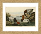 Canvas Backed Duck (Framed) -  John James Audubon - McGaw Graphics