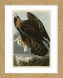 Golden Eagle (Framed) -  John James Audubon - McGaw Graphics
