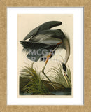 Great Blue Heron (Framed) -  John James Audubon - McGaw Graphics