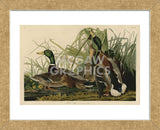 Mallard Duck (Framed) -  John James Audubon - McGaw Graphics