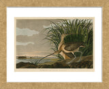 Long-Billed Curlew (Framed) -  John James Audubon - McGaw Graphics