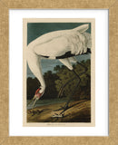 Hooping Crane (Framed) -  John James Audubon - McGaw Graphics
