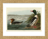 Goosander (Framed) -  John James Audubon - McGaw Graphics