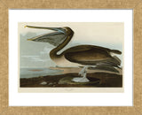 Brown Pelican (Framed) -  John James Audubon - McGaw Graphics