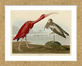 Scarlet Ibis (Framed) -  John James Audubon - McGaw Graphics