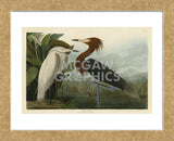 Purple Heron (Framed) -  John James Audubon - McGaw Graphics