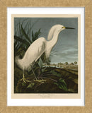 Snowy Heron or White Egret (Framed) -  John James Audubon - McGaw Graphics