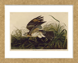 Winter Hawk (Framed) -  John James Audubon - McGaw Graphics