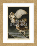 Barn Owl (Framed) -  John James Audubon - McGaw Graphics