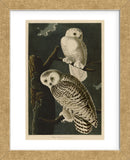 Snowy Owl (Framed) -  John James Audubon - McGaw Graphics