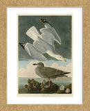 Herring Gull (Framed) -  John James Audubon - McGaw Graphics