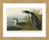 Great Northern Diver or Loon (Framed) -  John James Audubon - McGaw Graphics