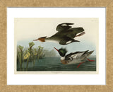 Red Breasted Merganser (Framed) -  John James Audubon - McGaw Graphics