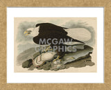 White-Headed Eagle (Framed) -  John James Audubon - McGaw Graphics