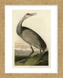 Hooping Crane (Framed) -  John James Audubon - McGaw Graphics