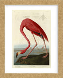 American Flamingo (Framed) -  John James Audubon - McGaw Graphics