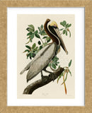 Brown Pelican II (Framed) -  John James Audubon - McGaw Graphics