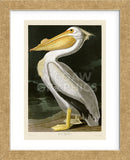 American White Pelican (Framed) -  John James Audubon - McGaw Graphics