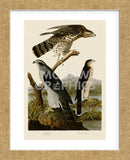 Goshawk and Stanley Hawk (Framed) -  John James Audubon - McGaw Graphics