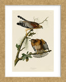 Red-Shouldered Hawk (Framed) -  John James Audubon - McGaw Graphics