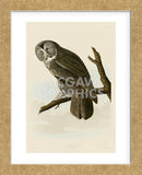 Great Cinereous Owl (Framed) -  John James Audubon - McGaw Graphics