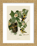 Baltimore Oriole (Framed) -  John James Audubon - McGaw Graphics