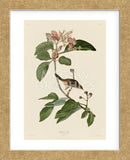Bachmans Finch (Framed) -  John James Audubon - McGaw Graphics