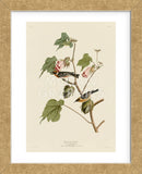 Bay-Breasted Warbler (Framed) -  John James Audubon - McGaw Graphics